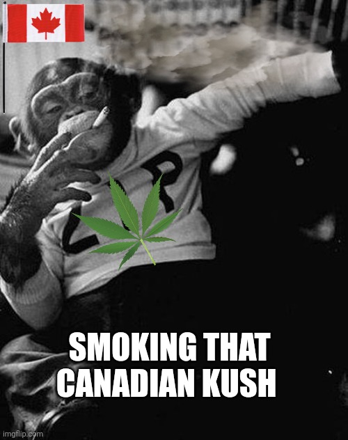 Canadian Kush | SMOKING THAT CANADIAN KUSH | image tagged in zip the smoking chimp | made w/ Imgflip meme maker
