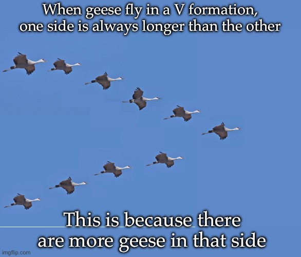 Flying V | When geese fly in a V formation, one side is always longer than the other; This is because there are more geese in that side | image tagged in geese,flying | made w/ Imgflip meme maker