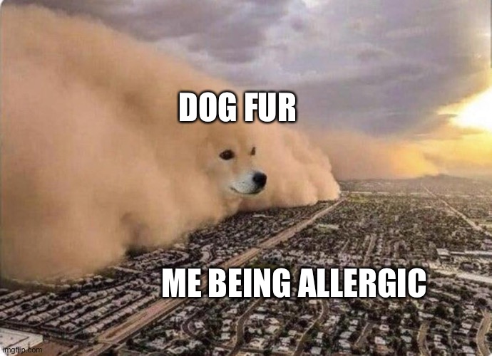 If only I had no allergies | DOG FUR; ME BEING ALLERGIC | image tagged in doge cloud | made w/ Imgflip meme maker