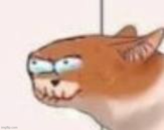 cat that ate a pill that tasted like lemon | image tagged in cat that ate a pill that tasted like lemon | made w/ Imgflip meme maker