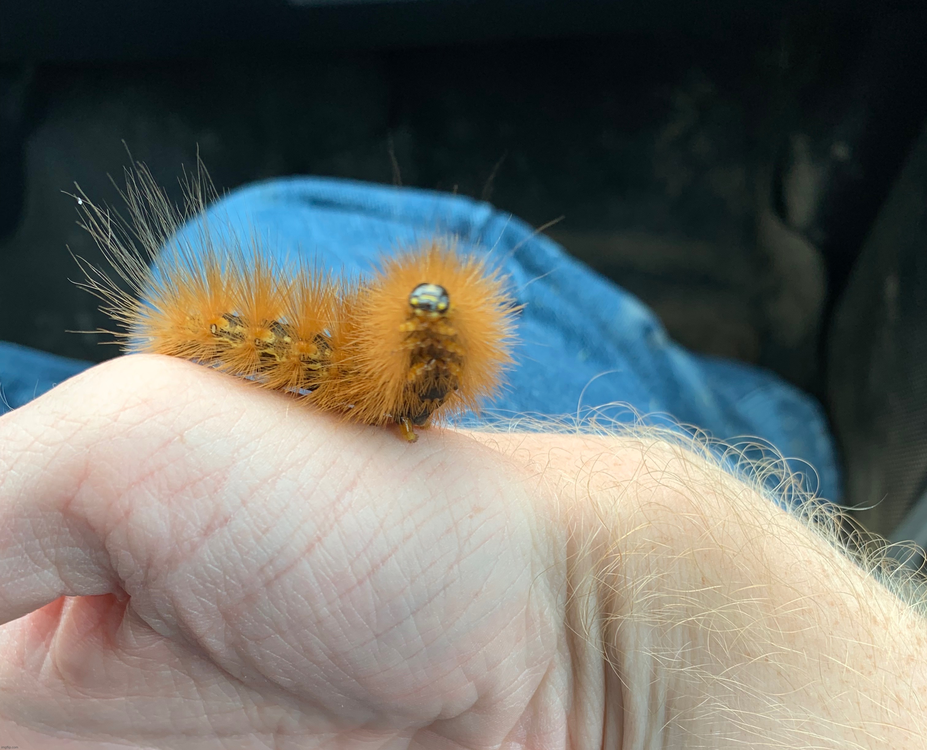 Hairy person holds a hairy caterpillar | made w/ Imgflip meme maker