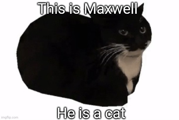 maxwell the cat | This is Maxwell He is a cat | image tagged in maxwell the cat | made w/ Imgflip meme maker