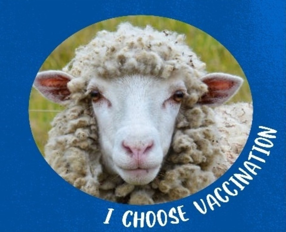 The sheep says... | image tagged in sheeple,stupid sheep,vaccinations,covidiots,lemmings | made w/ Imgflip meme maker