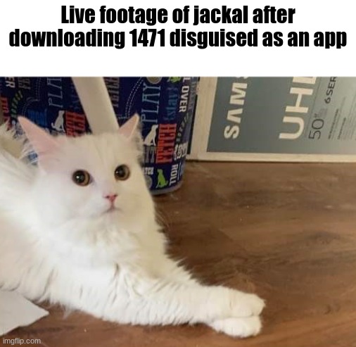 Uhhhhhhhhhhhhhhhhhhhhhhhhhhhhhhhhhhhhhhhhhhhhhhhhhhhhhhhhh- | Live footage of jackal after downloading 1471 disguised as an app | image tagged in concerned cat | made w/ Imgflip meme maker