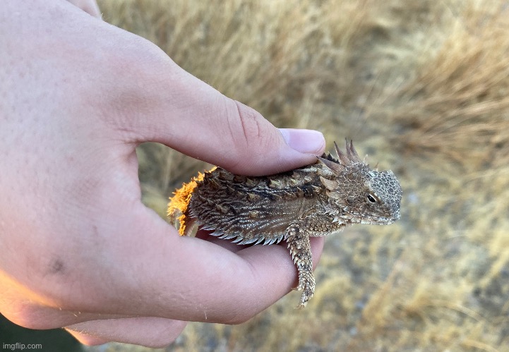 [Road Trip Pic #8] A regal Horned Lizard in the Sonoran desert in Arizona | image tagged in lizard,outdoors,road trip | made w/ Imgflip meme maker