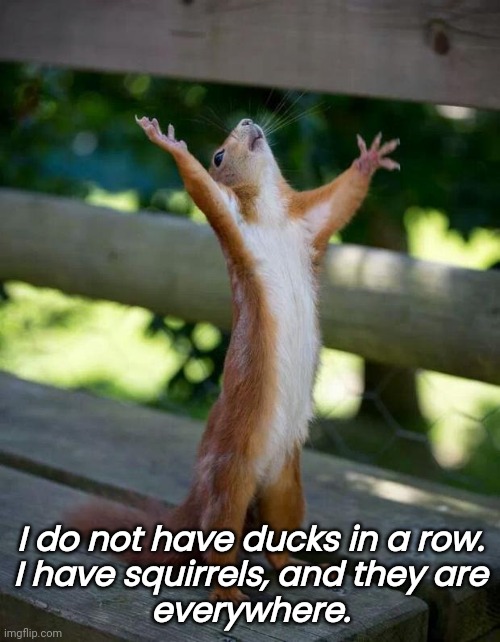 Not Organized Squirrel | I do not have ducks in a row.
I have squirrels, and they are
everywhere. | image tagged in happy squirrel,discord,funny | made w/ Imgflip meme maker