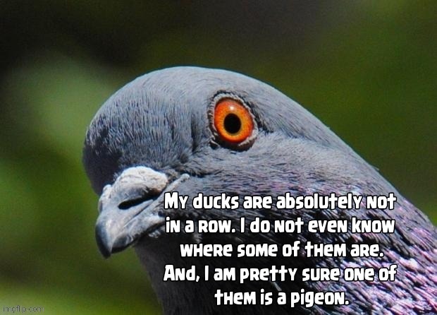 Not Organized... Ducks are pigeons | image tagged in ducks,pigeon,funny,discord | made w/ Imgflip meme maker