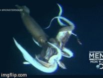 Giant Squid