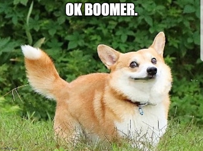 OK Boomer Corgi | OK BOOMER. | image tagged in ok boomer corgi | made w/ Imgflip meme maker