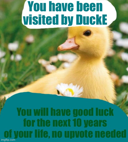 Duck | You have been visited by DuckE; You will have good luck for the next 10 years of your life, no upvote needed | image tagged in duck flowers cute | made w/ Imgflip meme maker