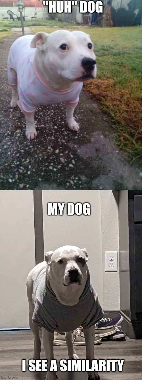 the tow doges | "HUH" DOG; MY DOG; I SEE A SIMILARITY | image tagged in high quality huh dog,huh,funny memes | made w/ Imgflip meme maker