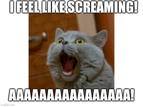 I Feel Like Screaming! | I FEEL LIKE SCREAMING! AAAAAAAAAAAAAAAA! | image tagged in cats | made w/ Imgflip meme maker