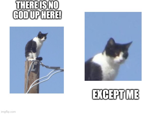 Where is God? | THERE IS NO GOD UP HERE! EXCEPT ME | image tagged in cats | made w/ Imgflip meme maker