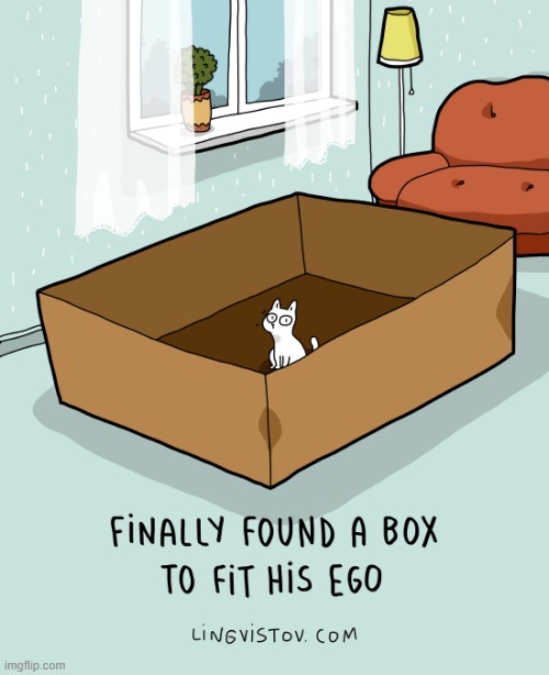 A Cat Lady's Way Of Thinking | image tagged in memes,comics/cartoons,cats,box,fit,ego | made w/ Imgflip meme maker
