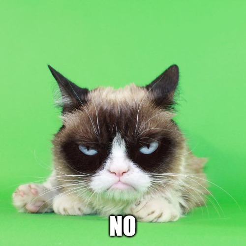 No cat | NO | image tagged in nope cat,denied,grumpy cat | made w/ Imgflip meme maker