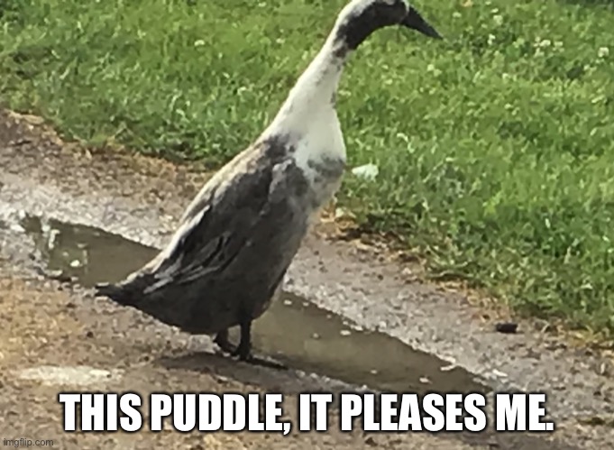 Quack again | THIS PUDDLE, IT PLEASES ME. | image tagged in duck in puddle | made w/ Imgflip meme maker