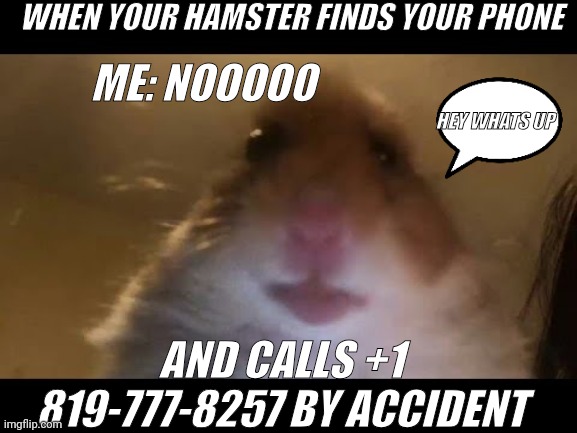 Hamster looking at camera | WHEN YOUR HAMSTER FINDS YOUR PHONE; ME: NOOOOO; HEY WHATS UP; AND CALLS +1 819-777-8257 BY ACCIDENT | image tagged in hamster looking at camera | made w/ Imgflip meme maker