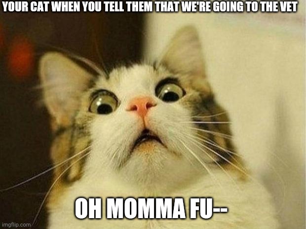 Scared Cat Meme | YOUR CAT WHEN YOU TELL THEM THAT WE'RE GOING TO THE VET; OH MOMMA FU-- | image tagged in memes,scared cat | made w/ Imgflip meme maker