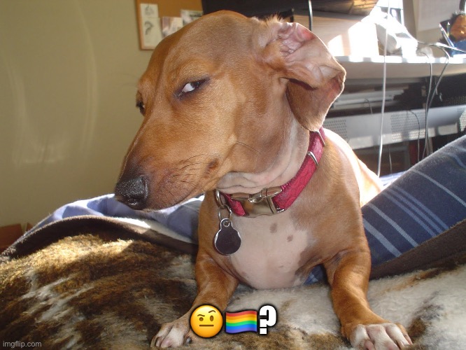 Suspicious Dog | ??️‍?? | image tagged in suspicious dog | made w/ Imgflip meme maker