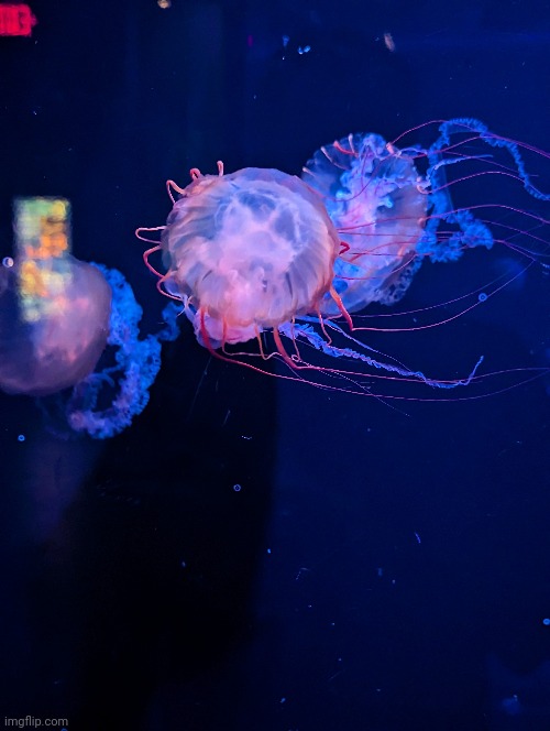 Super cool jellyfish (#2,226) | image tagged in pictures,photos,jellyfish,cool,glowy,awesome | made w/ Imgflip meme maker