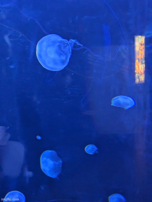 More jellyfish (#2,227) | image tagged in jellyfish | made w/ Imgflip meme maker