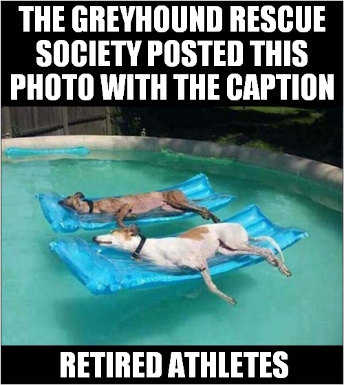 Perfect For A Hot Day ! | THE GREYHOUND RESCUE SOCIETY POSTED THIS PHOTO WITH THE CAPTION; RETIRED ATHLETES | image tagged in dogs,greyhound,retired,swimming pool | made w/ Imgflip meme maker