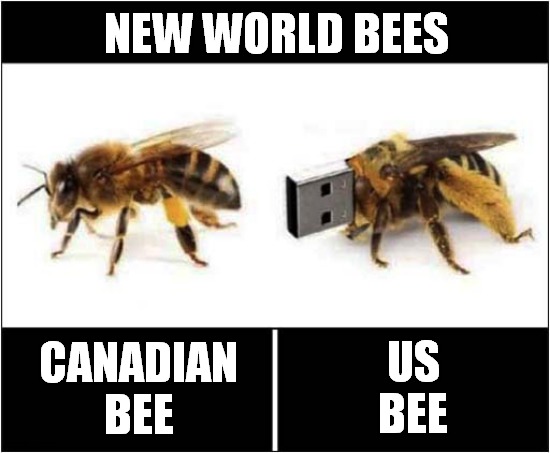 Useful Identification Chart | NEW WORLD BEES; US 
BEE; CANADIAN
BEE | image tagged in bees,canadian,usa,indentification | made w/ Imgflip meme maker