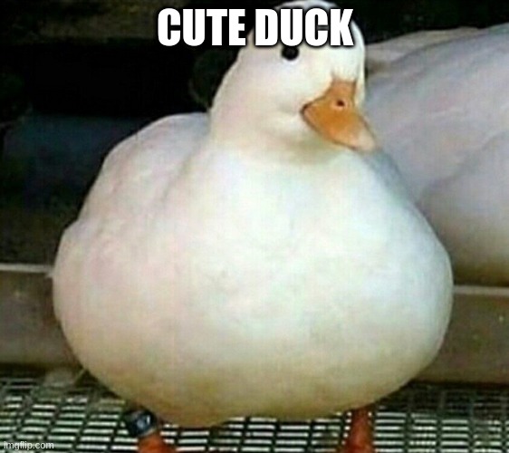 Ducks | CUTE DUCK | image tagged in duck,cute | made w/ Imgflip meme maker