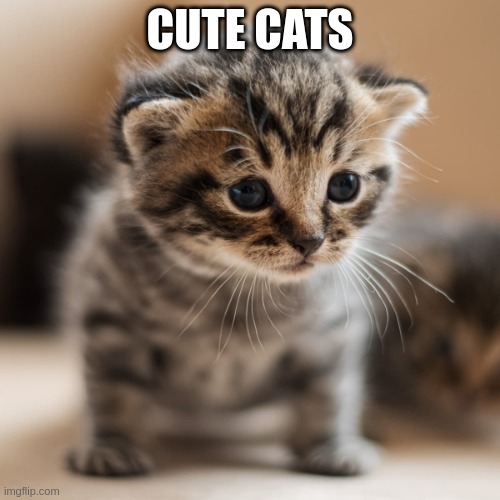 Cute Cats | CUTE CATS | image tagged in cute cat,cute,cats,cat | made w/ Imgflip meme maker