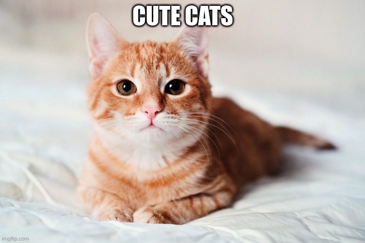 Cute Cats | CUTE CATS | image tagged in cute cat,cats,cat,cute,orange | made w/ Imgflip meme maker
