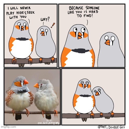 No hide and seek | image tagged in hide and seek,comics,comics/cartoons,birds,bird,wholesome | made w/ Imgflip meme maker