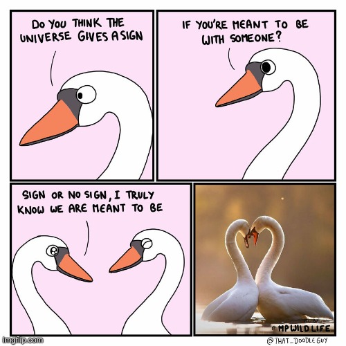 True love, literally hard to find | image tagged in true love,love,birds,wholesome,comics,comics/cartoons | made w/ Imgflip meme maker