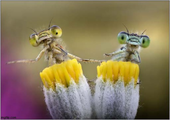 Damselflies | image tagged in damselflies,macro,photography' | made w/ Imgflip meme maker