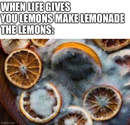 Like how tf am I supposed to make lemonade out of the current shit going on, besides memes, that doesn’t count | WHEN LIFE GIVES YOU LEMONS MAKE LEMONADE
THE LEMONS: | image tagged in blanknft,moldy oranges | made w/ Imgflip meme maker