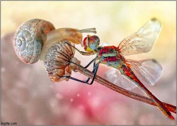 Snail Meets Dragonfly | image tagged in snail,dragonfly | made w/ Imgflip meme maker