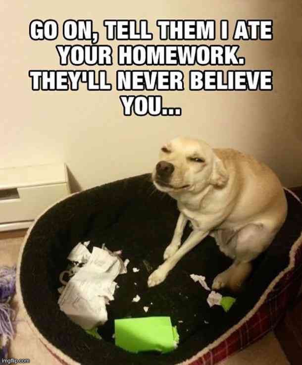 image tagged in memes,funny,dogs | made w/ Imgflip meme maker