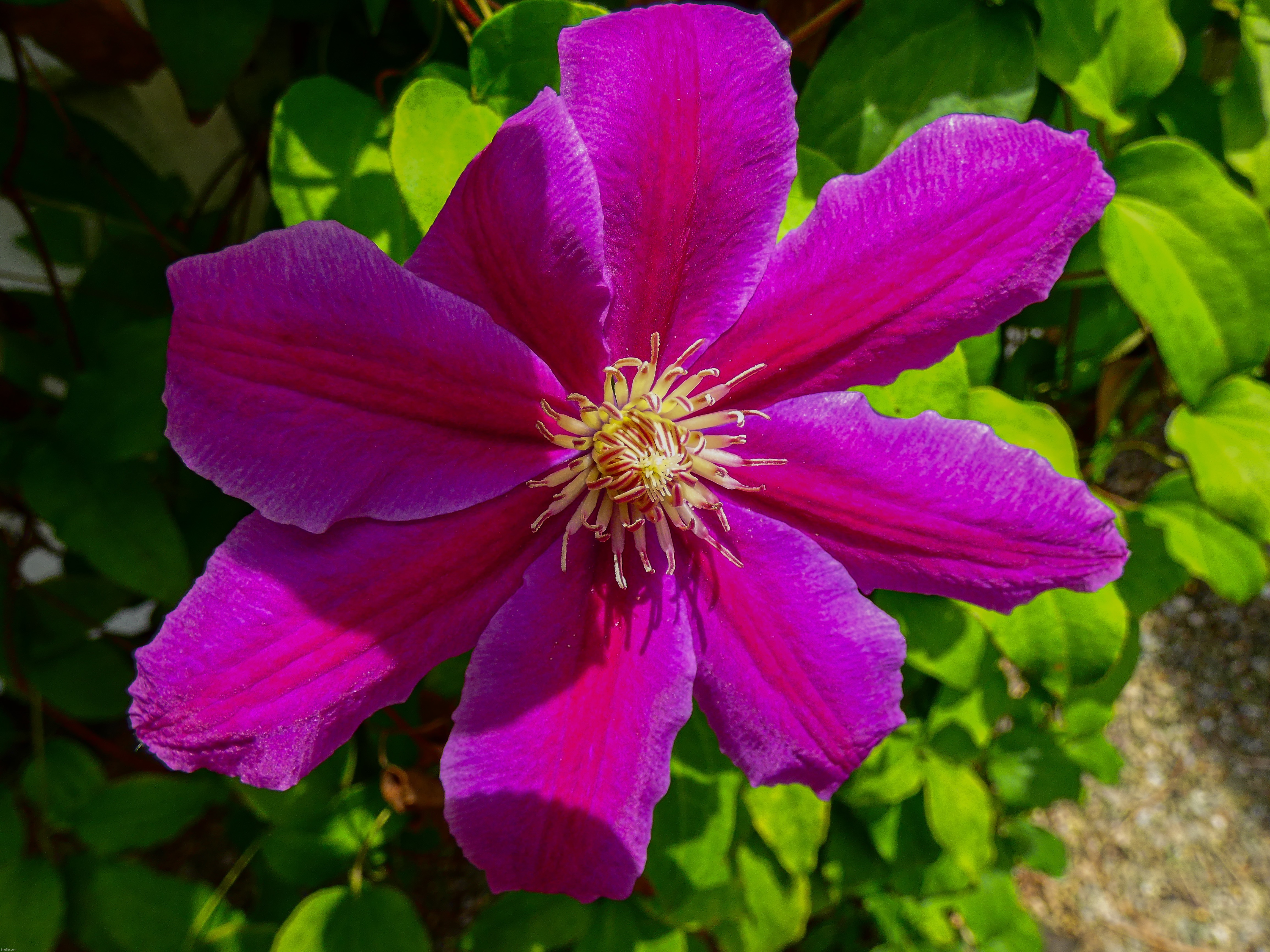 I leave you all with a picture of a Pink Clematis | image tagged in share your own photos | made w/ Imgflip meme maker