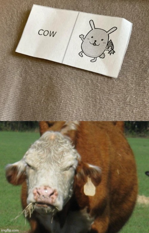 Cow | image tagged in angry moo,you had one job,cow,cows,memes,animals | made w/ Imgflip meme maker