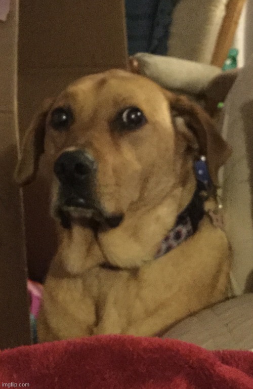 Traumatized Doggo | image tagged in traumatized doggo | made w/ Imgflip meme maker