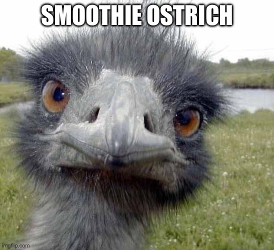 Cold Stare of Ostrich | SMOOTHIE OSTRICH | image tagged in cold stare of ostrich | made w/ Imgflip meme maker