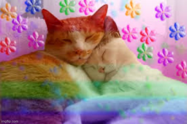 rainbow cats | image tagged in rainbow cats | made w/ Imgflip meme maker