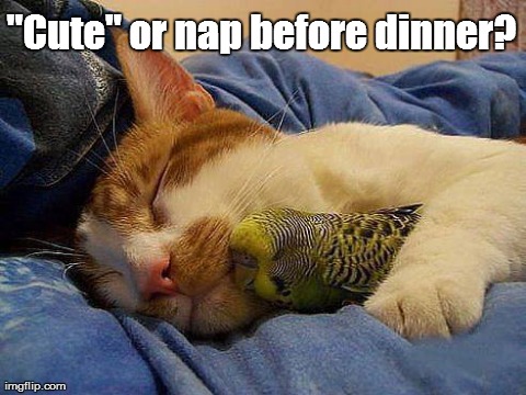 Ahhh, cat with bird... | "Cute" or nap before dinner? | made w/ Imgflip meme maker