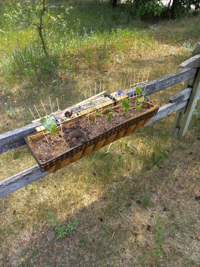 Window Box Garden Blank Meme Template