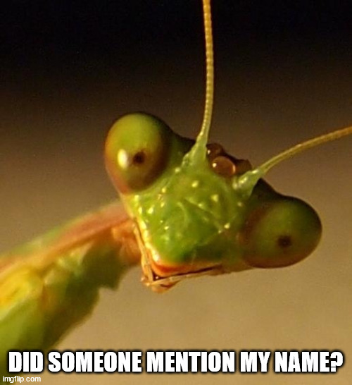 Mantis Face | DID SOMEONE MENTION MY NAME? | image tagged in mantis face | made w/ Imgflip meme maker