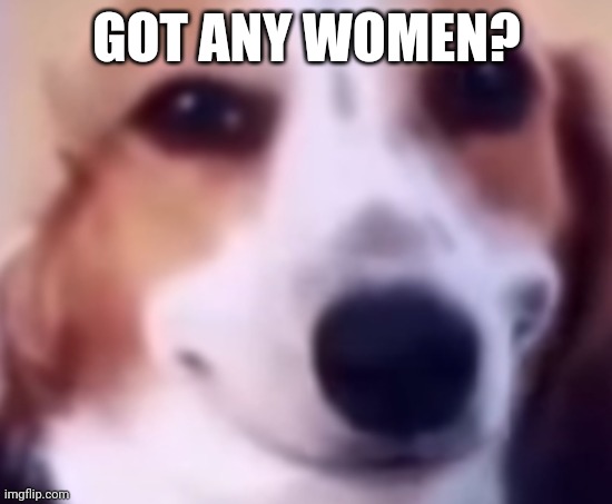 dog sus | GOT ANY WOMEN? | image tagged in dog sus,women,memes | made w/ Imgflip meme maker