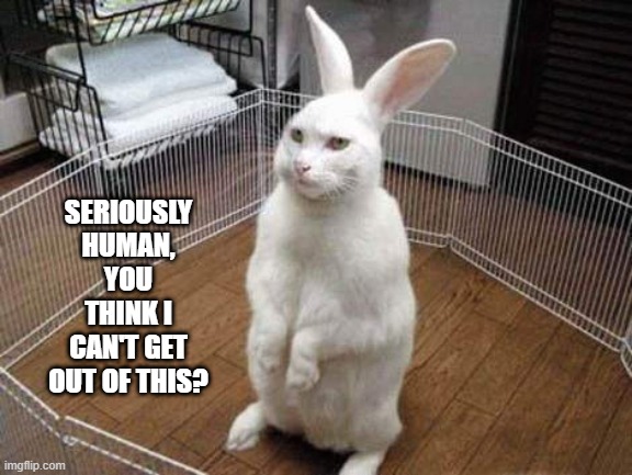 No Cage Can Keep Me | SERIOUSLY HUMAN, YOU THINK I CAN'T GET OUT OF THIS? | image tagged in bunnies | made w/ Imgflip meme maker