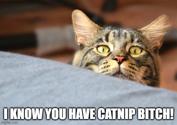 He Knows | I KNOW YOU HAVE CATNIP BITCH! | image tagged in funny cat | made w/ Imgflip meme maker