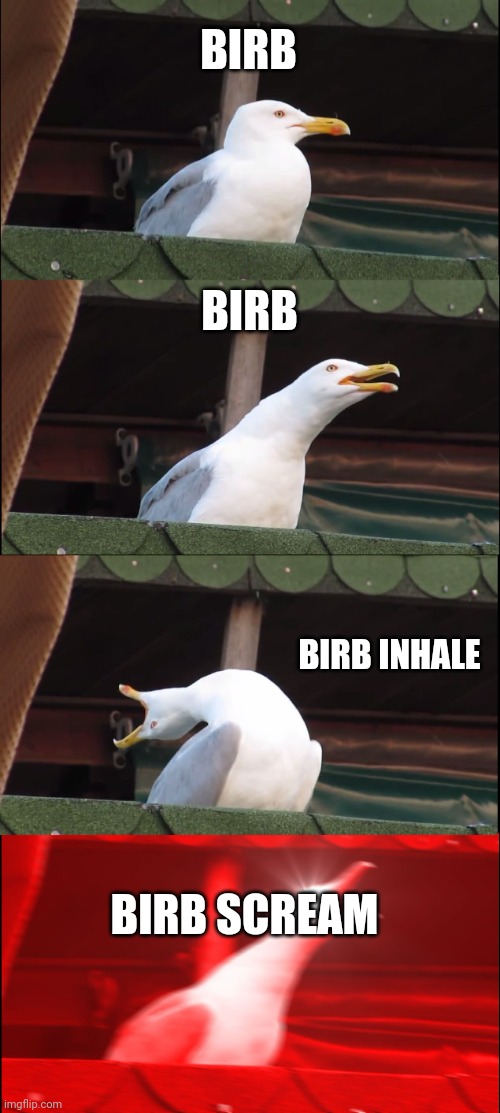 Idk | BIRB; BIRB; BIRB INHALE; BIRB SCREAM | image tagged in memes,inhaling seagull | made w/ Imgflip meme maker