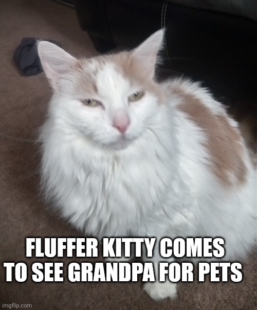 Fluffy kitty | FLUFFER KITTY COMES TO SEE GRANDPA FOR PETS | image tagged in cats | made w/ Imgflip meme maker