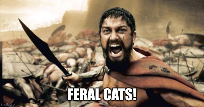 Sir. | FERAL CATS! | image tagged in memes,sparta leonidas | made w/ Imgflip meme maker